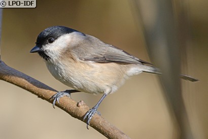 Mésange nonnette
