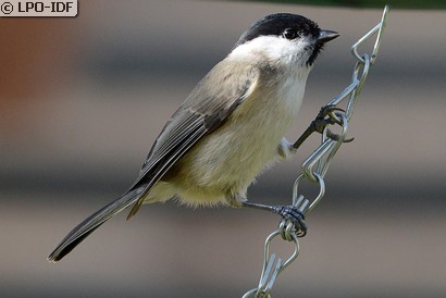 Mésange nonnette