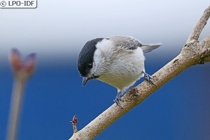 Mésange nonnette