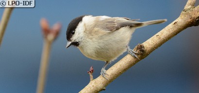 Mésange nonnette