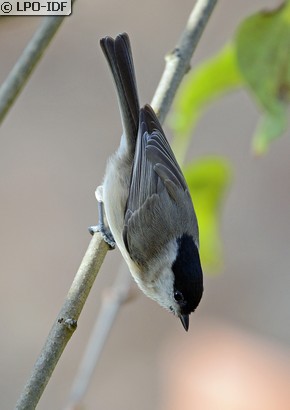 Mésange nonnette