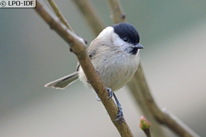 Mésange nonnette