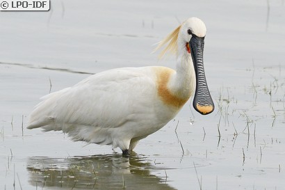 Spatule blanche