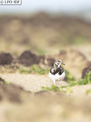 Tournepierre à collier