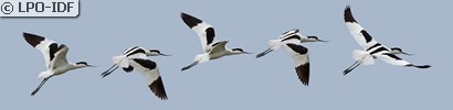 Avocette élégante