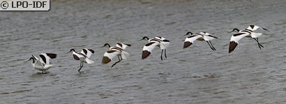 Avocette élégante