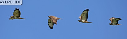 Buse variable