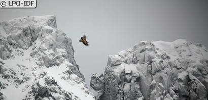 Aigle royal