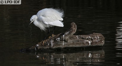 Aigrette garzette