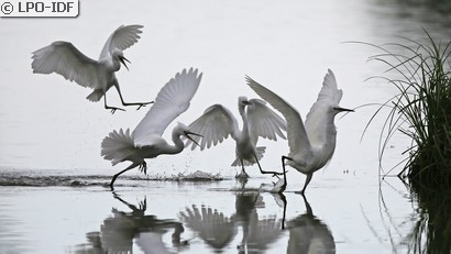 Aigrette garzette