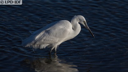 Aigrette garzette