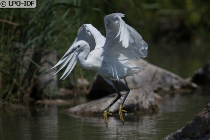 Aigrette garzette