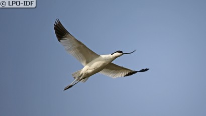 Avocette élégante
