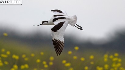 Avocette élégante