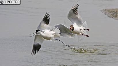 Avocette élégante
