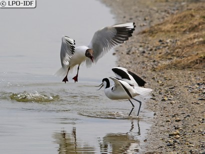 Avocette élégante