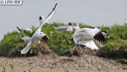 Avocette élégante