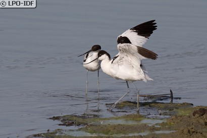 Avocette élégante