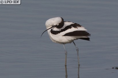 Avocette élégante