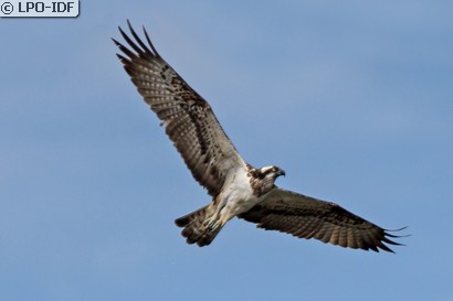 Balbuzard pêcheur