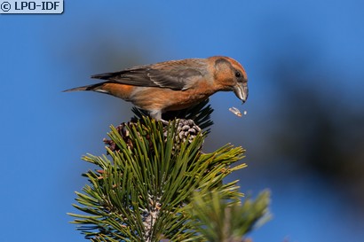 Bec-croisé des sapins