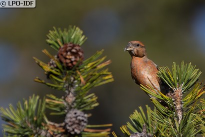 Bec-croisé des sapins
