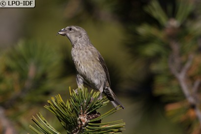 Bec-croisé des sapins