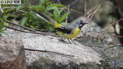 Bergeronnette des ruisseaux