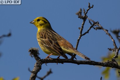 Bruant jaune