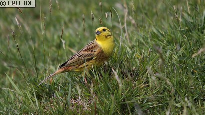 Bruant jaune