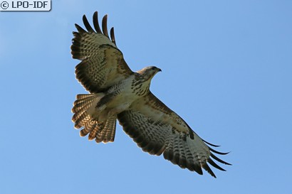 Buse variable