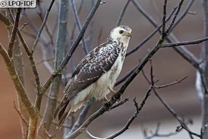 Buse variable