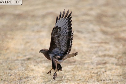 Buse variable
