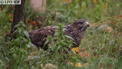 Buse variable