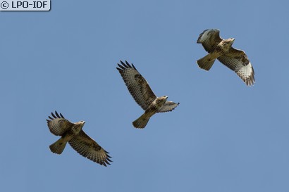 Buse variable
