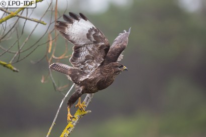 Buse variable