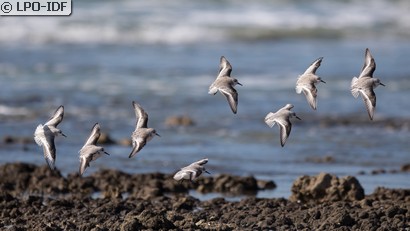 Bécasseau sanderling