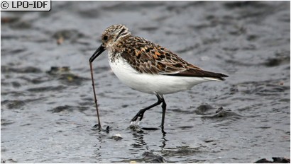 Bécasseau sanderling