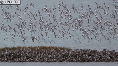 Bécasseau variable
