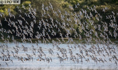 Bécasseau variable