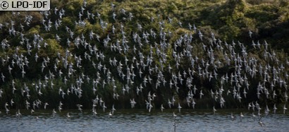Bécasseau variable