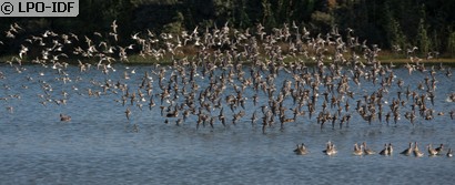 Bécasseau variable