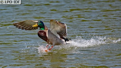 Canard colvert