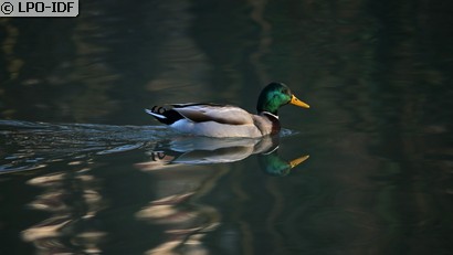 Canard colvert