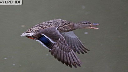 Canard colvert