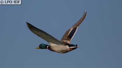Canard colvert