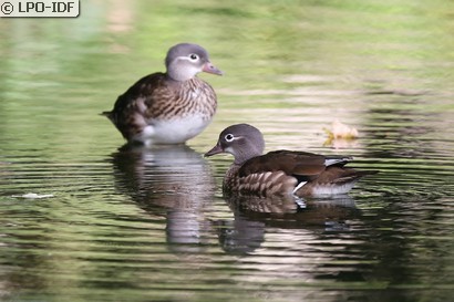 Canard mandarin