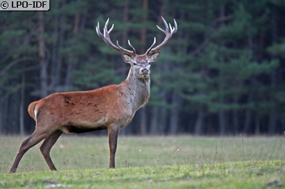 Cerf élaphe