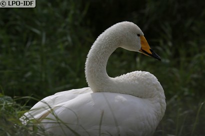 Cygne chanteur