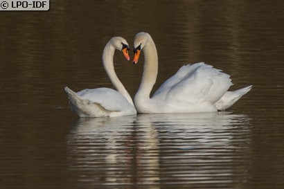 Cygne tuberculé